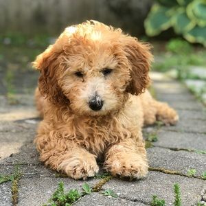 Meet your Posher, Cara